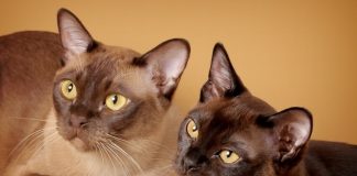 burmanske mačke