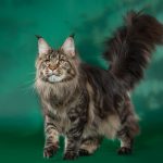 Maine coon