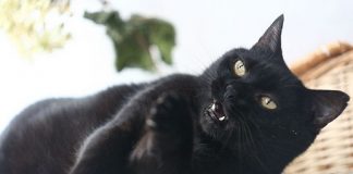crna mačka