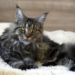 Maine coon