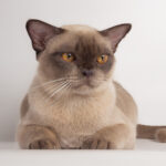 burmanska mačka