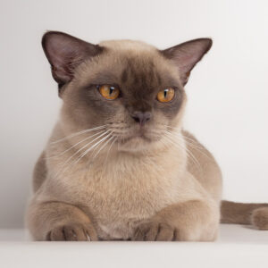 burmanska mačka