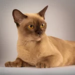 burma katzen