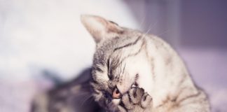 mačka grize kandži