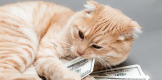 mačka i novac