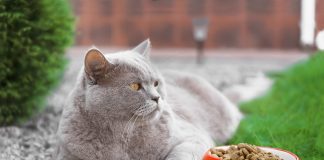 mačka ne želi hranu