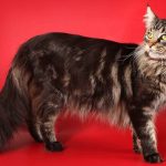 Maine coon