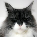Maine coon