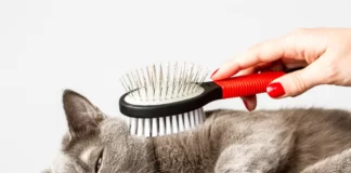 četkanje mačke