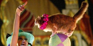 kako dresirati mačku