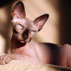 sphynx