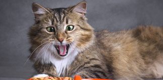 suva hrana za mačke