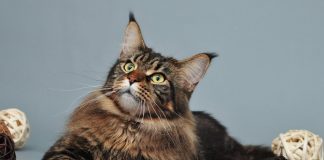 sterilizacija mačaka