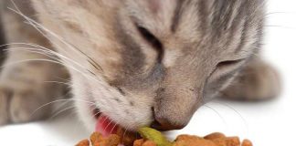 Suha hrana za mačke