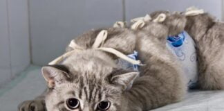 mačka nakon operacije