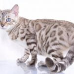 bangalska macka silver boja