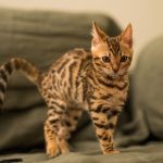 Bengalska mačka