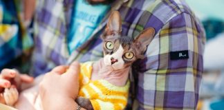 briga o bezdlakoj macke