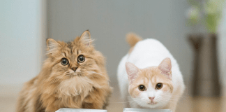 Prehrana za sterilizirane mačke