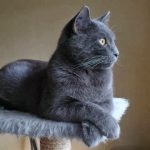 Kartuzijska mačka