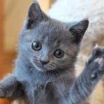 Kartuzijska mačka