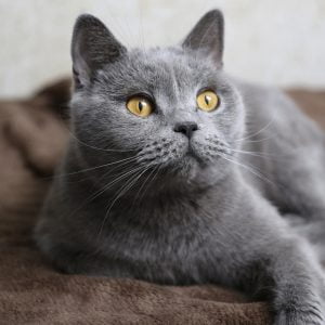 Kartuzijska mačka
