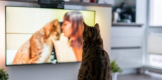 Zašto mačka gleda TV