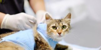Sterilizacija mačke