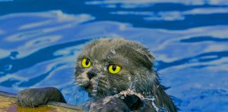 Zašto se mačke boje vode