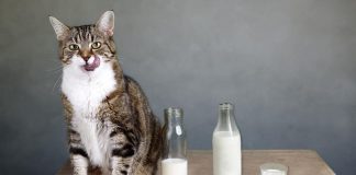 Davanje mlijeka mačkama