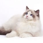 Ragdoll
