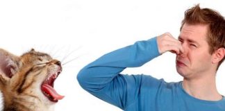 loš zarah kod mačke