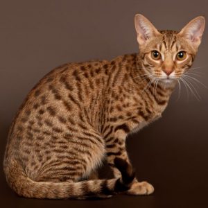 ocicat