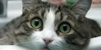 mačka krv u stolici