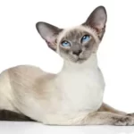sijamska mačka