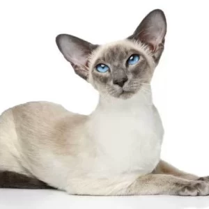 sijamska mačka