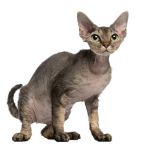 devon rex