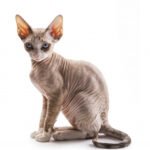 Devon rex