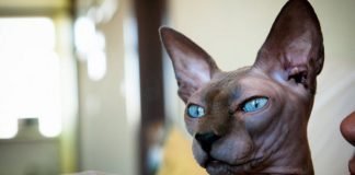 don sphynx