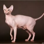 don sphynx