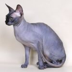 Don Sphynx