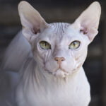 Don Sphynx
