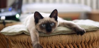 mačka ne želi jesti