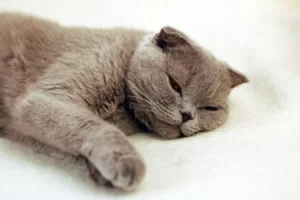 povračanje kod mačaka