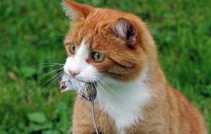 toksoplazmoza mačke