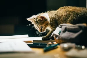 mačka na stolu