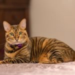toyger