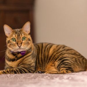 toyger