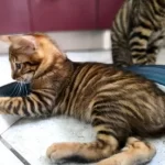 toyger