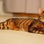 toyger